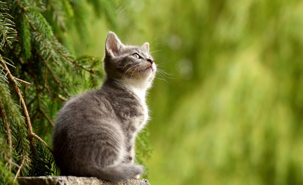 Verter veredicto ética Qué representan los gatos en el budismo? - RINCÓN del TIBET